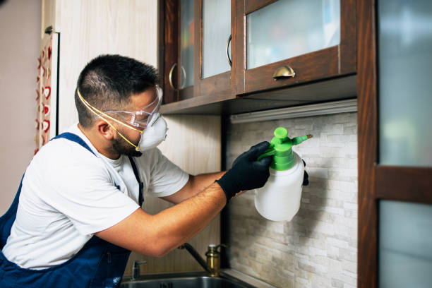 Best Flea Control Services  in New London, MN