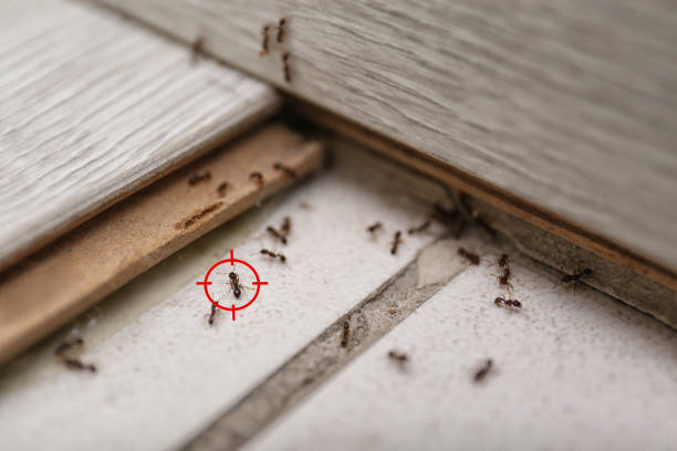 Best Cockroach Control Services  in New London, MN