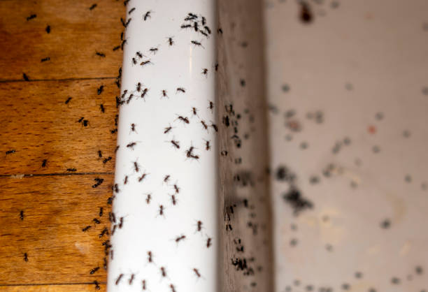 Best Affordable Pest Control Services  in New London, MN