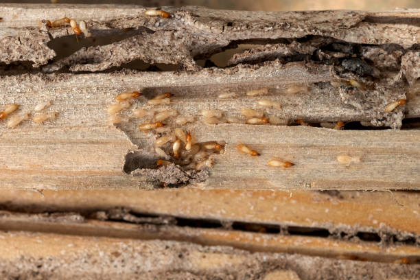 Best Wildlife Control Services  in New London, MN