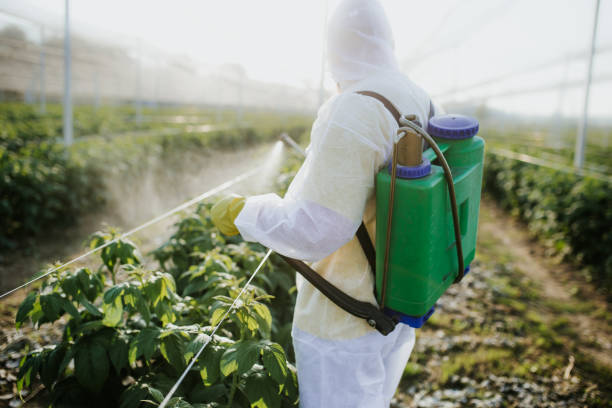 Best Pest Control Treatment  in New London, MN